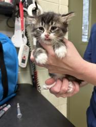 Shelter Stray Male Cat last seen Near BLOCK BLOOMINGTON AVE, MINNEAPOLIS MN 55407, 212 17th Ave N, Minneapolis, MN 55411, USA