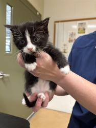Shelter Stray Male Cat last seen Near BLOCK BLOOMINGTON AVE, MINNEAPOLIS MN 55407, 212 17th Ave N, Minneapolis, MN 55411, USA