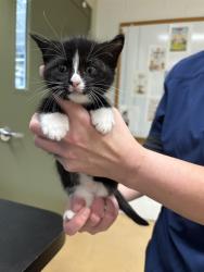 Shelter Stray Female Cat last seen Near BLOCK BLOOMINGTON AVE, MINNEAPOLIS MN 55407, 212 17th Ave N, Minneapolis, MN 55411, USA