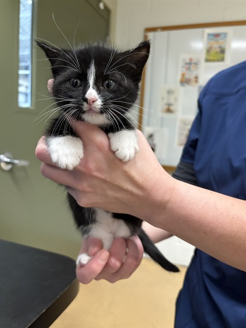 Shelter Stray Female Cat last seen Near BLOCK BLOOMINGTON AVE, MINNEAPOLIS MN 55407, 212 17th Ave N, Minneapolis, MN 55411, USA