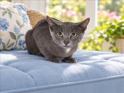 Shelter Stray Male Cat last seen , 957 N Gaffey St, San Pedro, CA 90731, USA