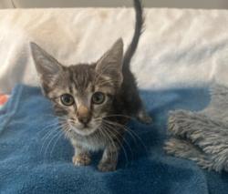 Shelter Stray Female Cat last seen , 957 N Gaffey St, San Pedro, CA 90731, USA