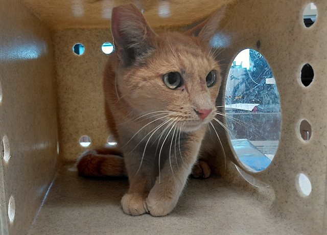 Shelter Stray Male Cat last seen , 4275 Elton St, Baldwin Park, CA 91706, USA