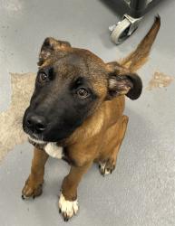 Shelter Stray Female Dog last seen CONF ON MCCLURE, 2600 NE Perry Ave, Peoria, IL 61603, USA