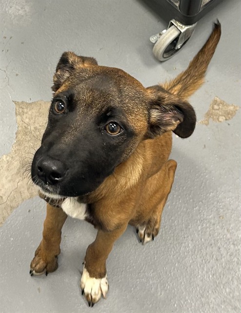 Shelter Stray Female Dog last seen CONF ON MCCLURE, 2600 NE Perry Ave, Peoria, IL 61603, USA