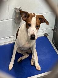 Shelter Stray Male Dog last seen DUCK BOX RD & MILLS ST UMATILLA, 12280 County Rd 448, Tavares, FL 32778, USA