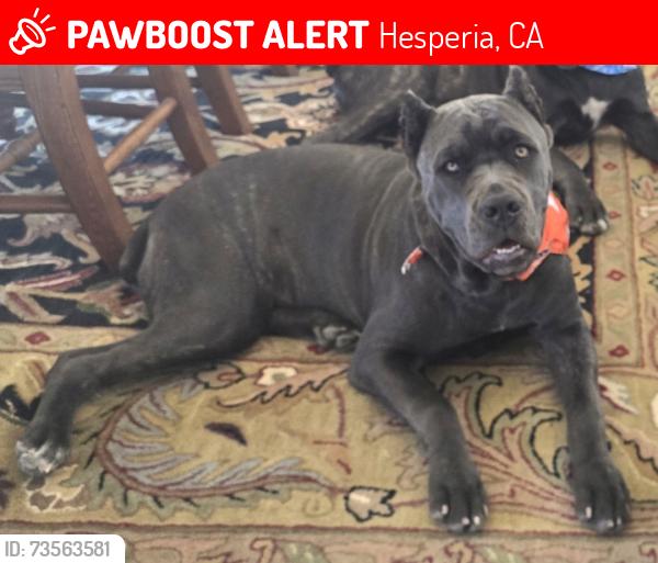 Lost Female Dog last seen Main St, Hesperia, CA 92340