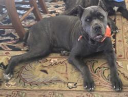 Lost Female Dog last seen Main St, Hesperia, CA 92340