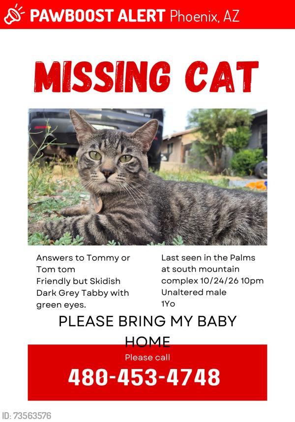 Lost Male Cat last seen E Baseline & 48th St, Phoenix, AZ 85042