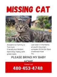 Lost Male Cat last seen E Baseline & 48th St, Phoenix, AZ 85042