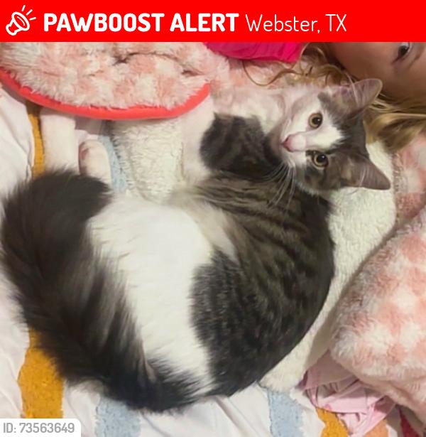 Lost Male Cat last seen Rita Blanc, Webster, TX 77598