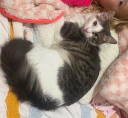 Lost Male Cat last seen Rita Blanc, Webster, TX 77598