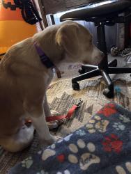 Reunited Female Dog last seen Mariner, Winterville, Tuscany, Spring Hill, FL 34608