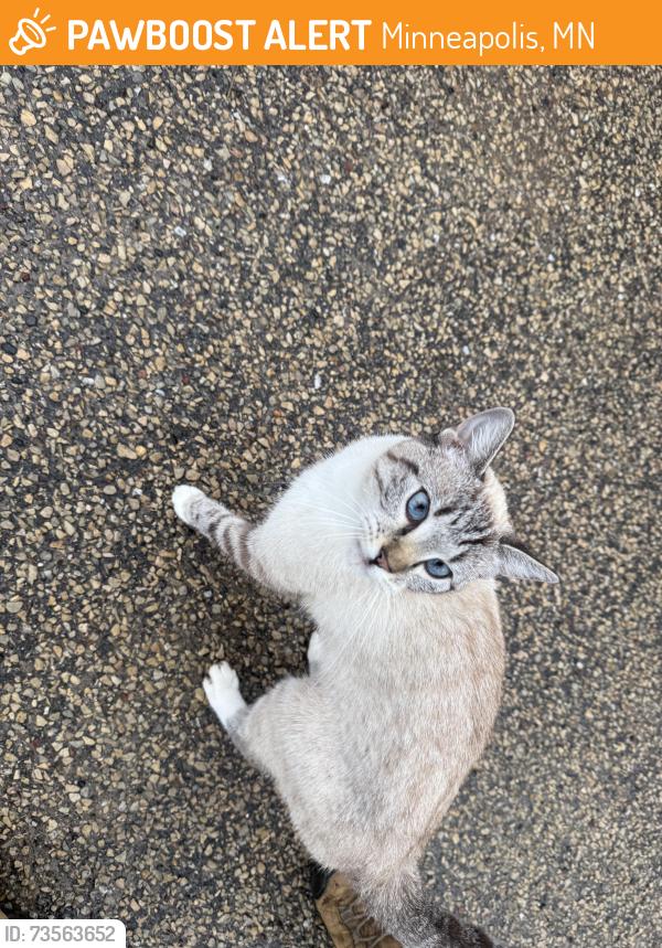Found/Stray Female Cat last seen 38th St and 28th Ave, Minneapolis, MN 55406