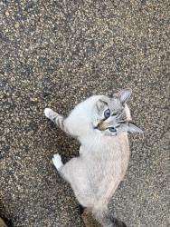 Found/Stray Female Cat last seen 38th St and 28th Ave, Minneapolis, MN 55406