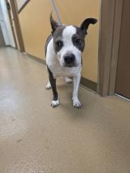 Shelter Stray Female Dog last seen Near young dr, Cedar Hill, TX, 1150 E Pleasant Run Rd, Cedar Hill, TX 75104, USA