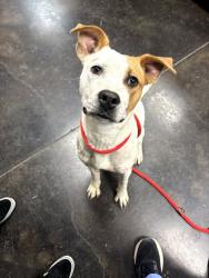 Shelter Stray Female Dog last seen Abandoned on HSMSC property, Memphis,, 935 Farm Rd, Memphis, TN 38134, USA
