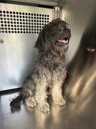 Shelter Stray Female Dog last seen Near Todd Ave, South District, TX, 355 Hillshire Dr, Haslet, TX 76052, USA