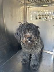 Shelter Stray Female Dog last seen Near Todd Ave, South District, TX, 355 Hillshire Dr, Haslet, TX 76052, USA