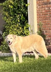 Reunited Male Dog last seen North Sundance and W Springtree Way, Lake Mary, FL 32746