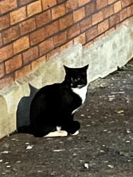 Reunited Female Cat last seen Near Pimlico - near taro restraunt, Pimlico, England 