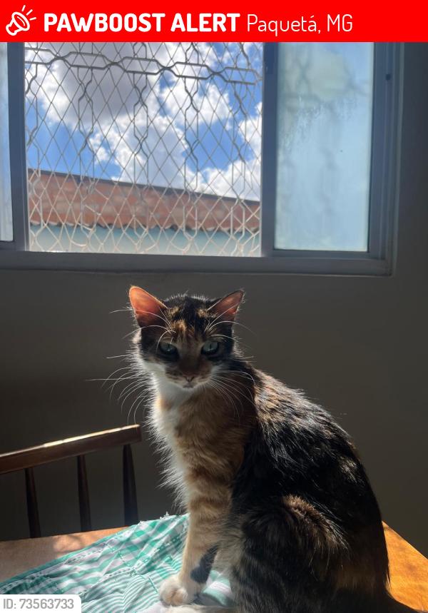 Lost Female Cat last seen Rua crisogno goulart 36 paqueta, ela saiu do quarto andar do predio., Paquetá, MG 
