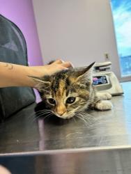 Shelter Stray Female Cat last seen Near S Peony Way, White City Township, UT, 84094, 511 W 3900 S, Salt Lake City, UT 84123, USA