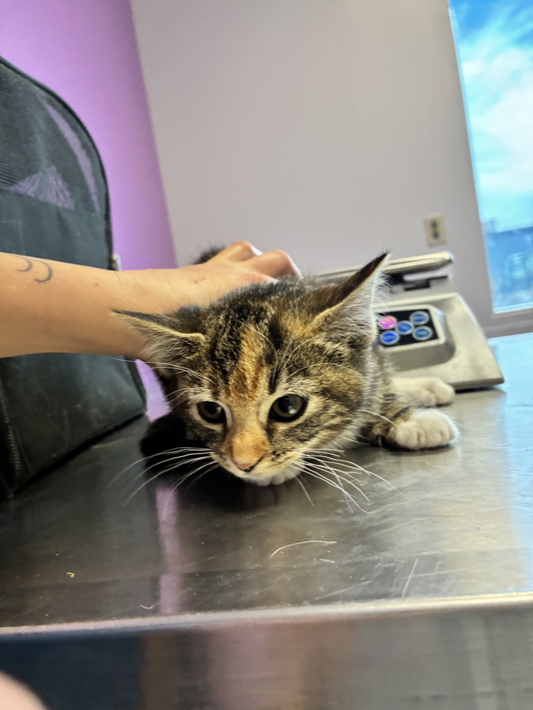 Shelter Stray Female Cat last seen Near S Peony Way, White City Township, UT, 84094, 511 W 3900 S, Salt Lake City, UT 84123, USA