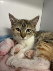 Shelter Stray Female Cat last seen Near W Copper Hill Drive, Magna Township, UT, 84044, 511 W 3900 S, Salt Lake City, UT 84123, USA