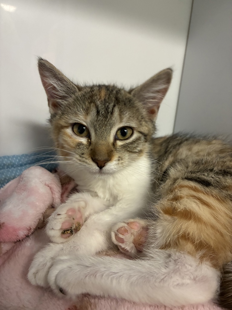 Shelter Stray Female Cat last seen Near W Copper Hill Drive, Magna Township, UT, 84044, 511 W 3900 S, Salt Lake City, UT 84123, USA