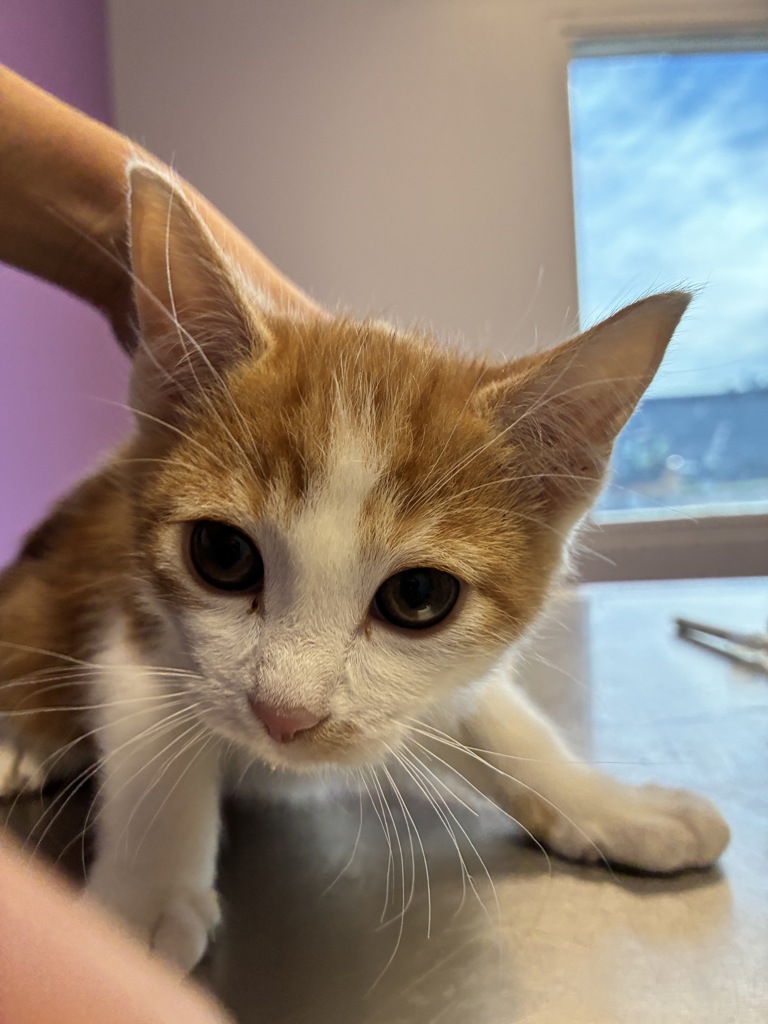 Shelter Stray Male Cat last seen Near S Peony Way, White City Township, UT, 84094, 511 W 3900 S, Salt Lake City, UT 84123, USA