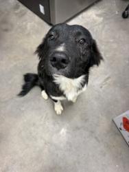 Shelter Stray Male Dog last seen Brookside Drive, LAFAYETTE, LA, 70506, 410 Dugas Rd, Lafayette, LA 70507, USA