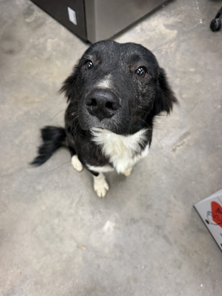 Shelter Stray Male Dog last seen Brookside Drive, LAFAYETTE, LA, 70506, 410 Dugas Rd, Lafayette, LA 70507, USA