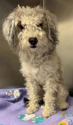 Shelter Stray Female Dog last seen monarda mint drive community construction, found in a blue bacon and egg onesie, AUSTIN, TX, 78754, 7201 Levander Loop bldg a, Austin, TX 78702, USA