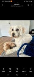 Lost Male Dog last seen Near Rosewood los angeles, Los Angeles, CA 90004