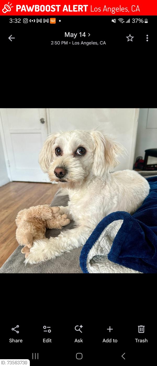 Lost Male Dog last seen Near Rosewood los angeles, Los Angeles, CA 90004