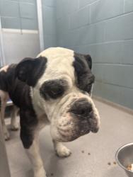 Shelter Stray Male Dog last seen Near Doan Drive, SCOTT, LA, 70583, 410 Dugas Rd, Lafayette, LA 70507, USA