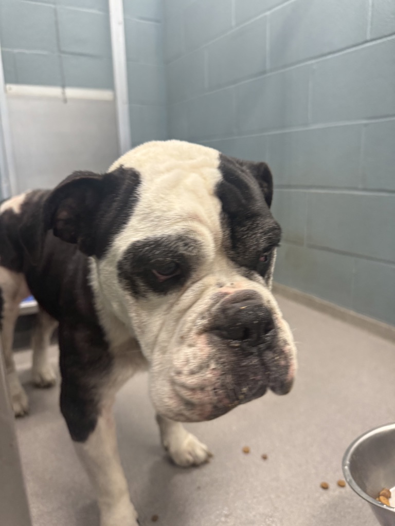 Shelter Stray Male Dog last seen Near Doan Drive, SCOTT, LA, 70583, 410 Dugas Rd, Lafayette, LA 70507, USA