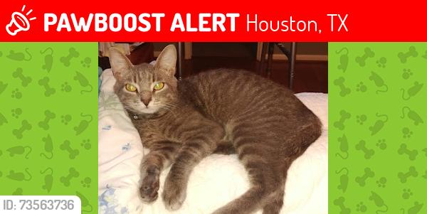 Lost Male Cat last seen Willowbend near Chimney Rock and Willowbend., Houston, TX 77096