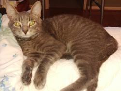 Lost Male Cat last seen Willowbend near Chimney Rock and Willowbend., Houston, TX 77096