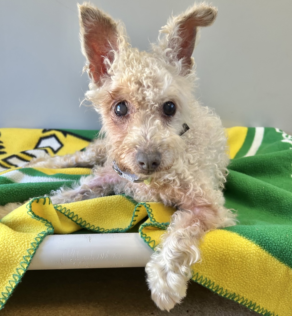 Shelter Stray Male Dog last seen Los Banos Street, SAN LEANDRO, CA, 94578, 8323 Baldwin St, Oakland, CA 94621, USA