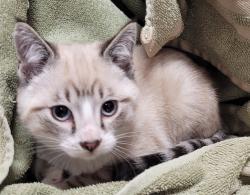 Shelter Stray Male Cat last seen Near NW 4th Avenue, VANCOUVER, WA, 98665, 1100 NE 192nd Ave, Vancouver, WA 98684, USA