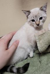 Shelter Stray Female Cat last seen Near NW 4th Avenue, VANCOUVER, WA, 98665, 1100 NE 192nd Ave, Vancouver, WA 98684, USA