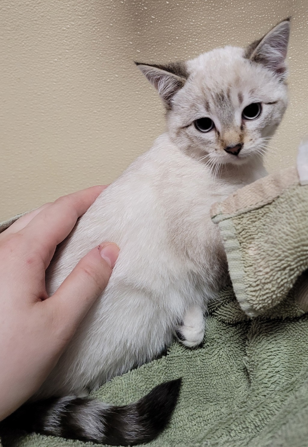 Shelter Stray Female Cat last seen Near NW 4th Avenue, VANCOUVER, WA, 98665, 1100 NE 192nd Ave, Vancouver, WA 98684, USA