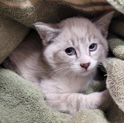 Shelter Stray Male Cat last seen Near NW 4th Avenue, VANCOUVER, WA, 98665, 1100 NE 192nd Ave, Vancouver, WA 98684, USA