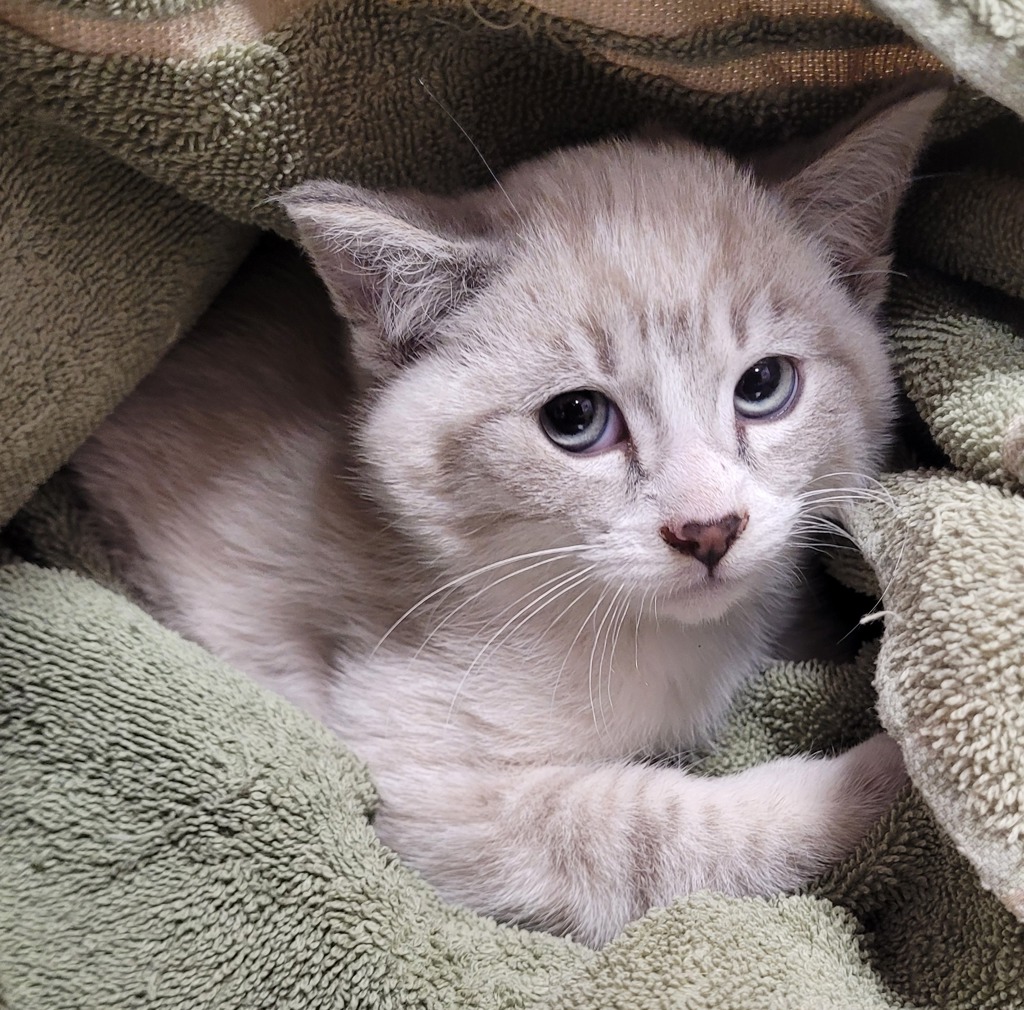 Shelter Stray Male Cat last seen Near NW 4th Avenue, VANCOUVER, WA, 98665, 1100 NE 192nd Ave, Vancouver, WA 98684, USA