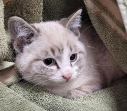 Shelter Stray Male Cat last seen Near NW 4th Avenue, VANCOUVER, WA, 98665, 1100 NE 192nd Ave, Vancouver, WA 98684, USA