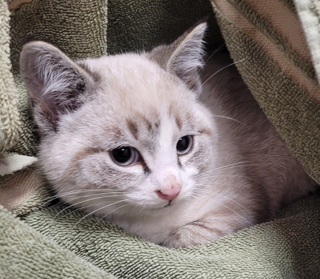 Shelter Stray Male Cat last seen Near NW 4th Avenue, VANCOUVER, WA, 98665, 1100 NE 192nd Ave, Vancouver, WA 98684, USA