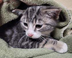 Shelter Stray Male Cat last seen Near NW 4th Avenue, VANCOUVER, WA, 98665, 1100 NE 192nd Ave, Vancouver, WA 98684, USA