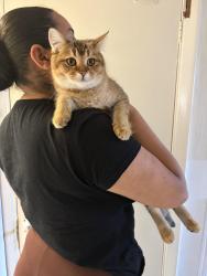 Lost Female Cat last seen Se129af, Greater London, England SE12 9AF